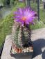 Preview: Thelocactus bicolor